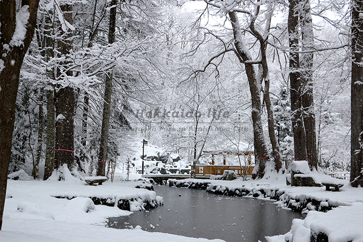 雪の公園の池（2015年11月22日撮影）