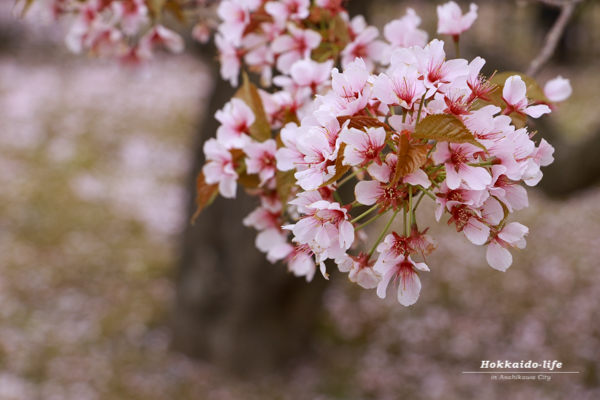 護国神社の桜～満開の後で～