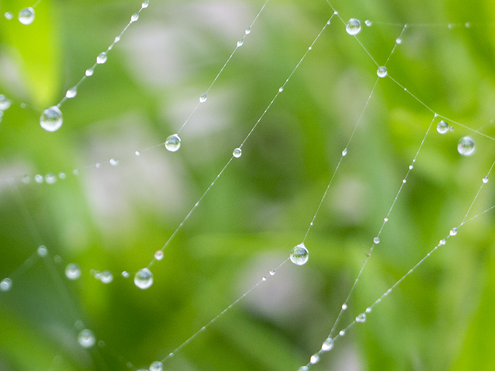 雨と庭の蜘蛛の巣