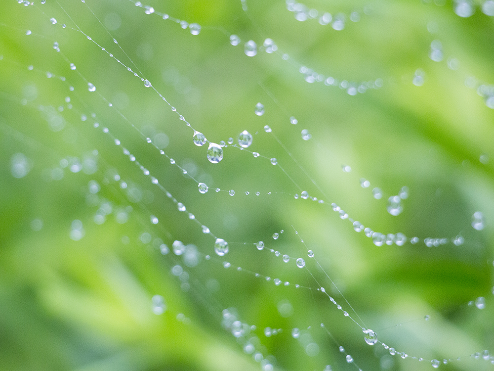 雨と庭の蜘蛛の巣
