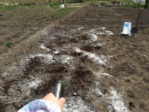 畑の土つくり（堆肥と石灰）