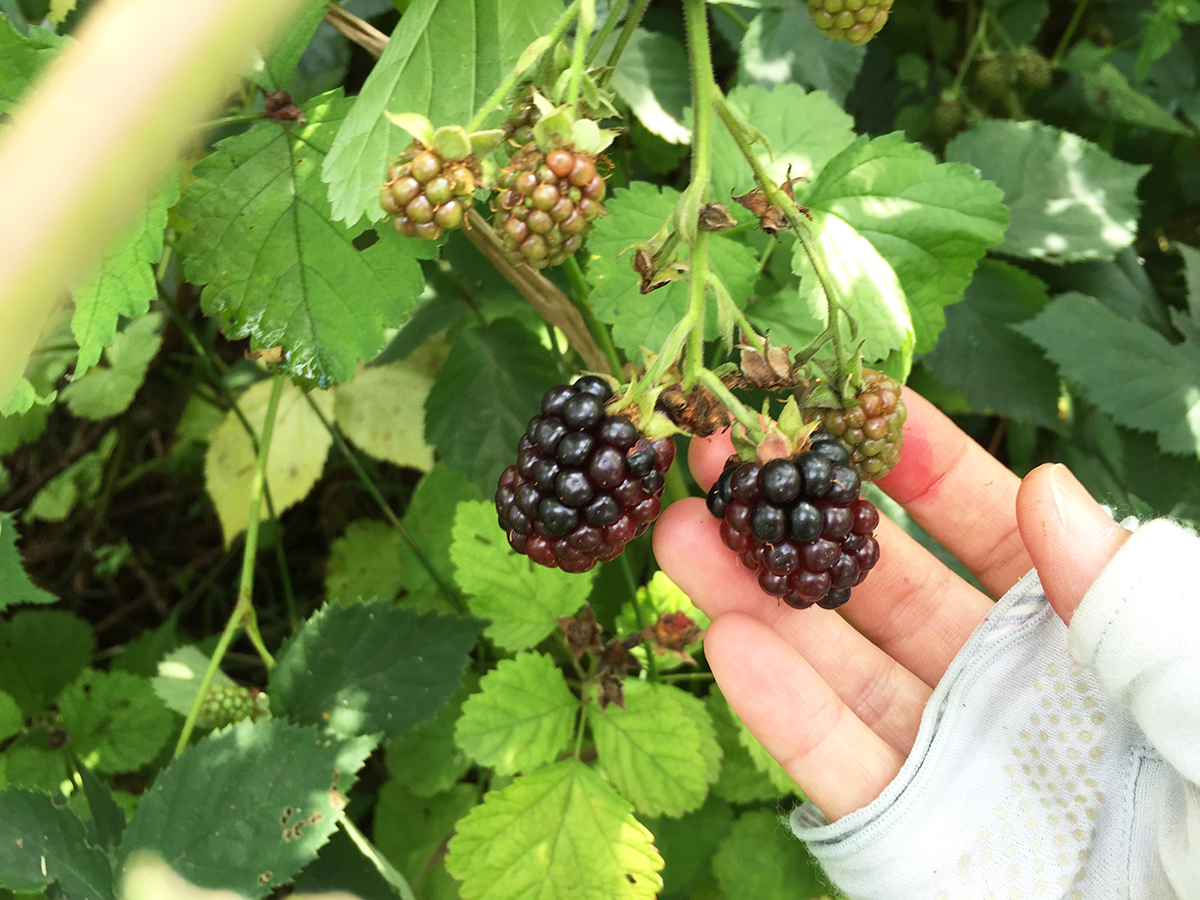 ブラックベリー 黒実木苺 のレシピ 北海道旭川市で暮らしてみたら