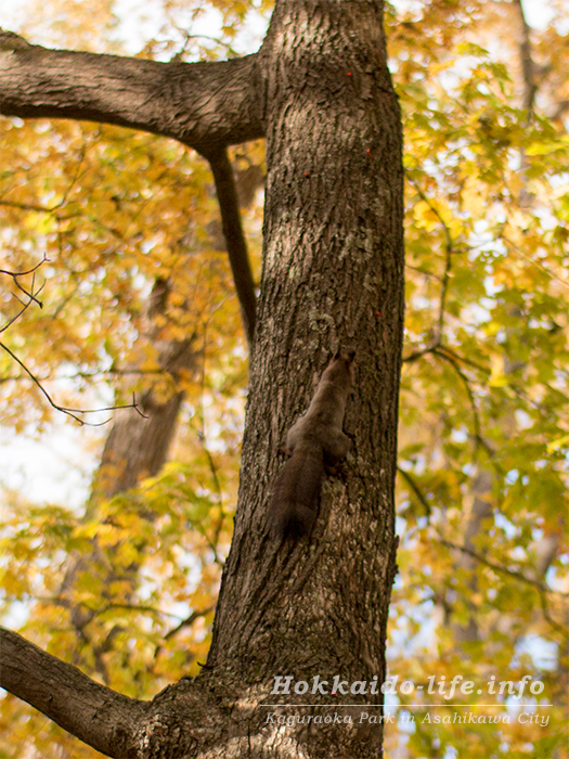 公園の木に登るエゾリス