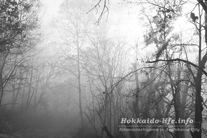 旭山展望台への途中。霧の中（2015年11月4日撮影）
