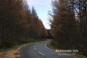 A road in autum～秋の道路～