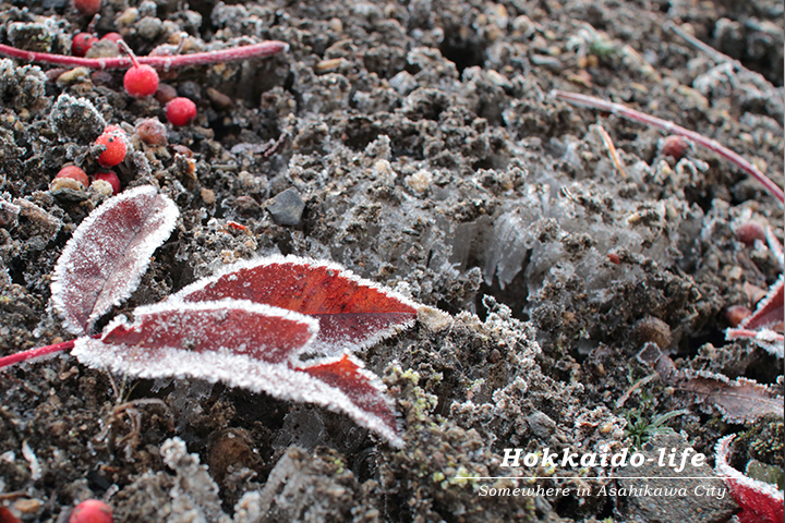 霜の朝の植物（2015年11月13日撮影）