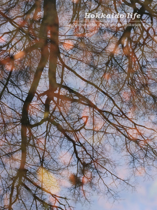 公園の池の紅葉（2015年11月18日撮影）