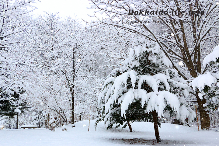雪を被ったトドマツと公園の雪のキラキラ