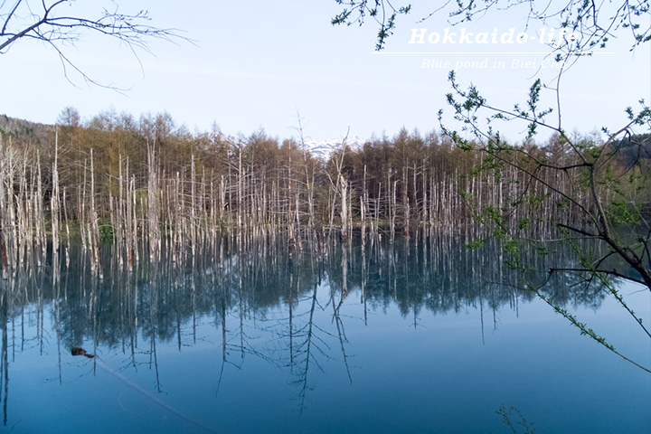 美瑛町の青い池（2014年5月11日撮影）
