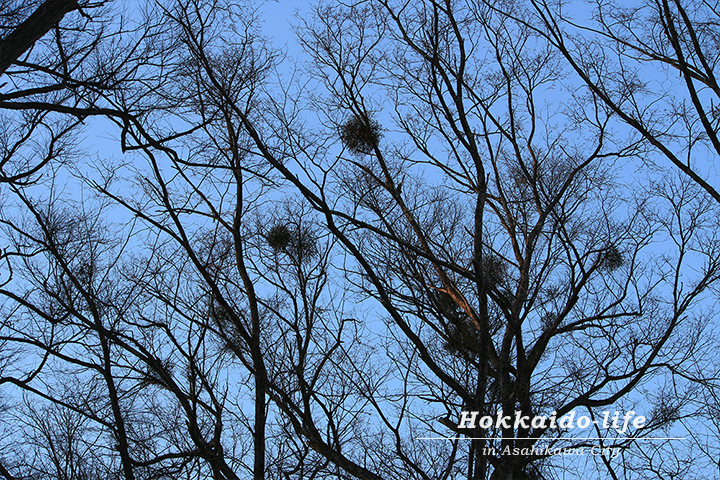 一部だけが夕日に照らされた旭川市内の公園の樹木