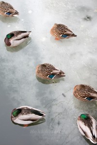 Sleeping dacks on ice～冬のお昼寝～