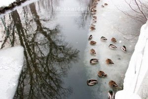 旭川市　常磐公園の12月下旬の鴨たち