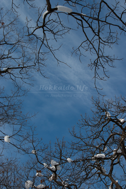 雪を被った枝の間から見る青空