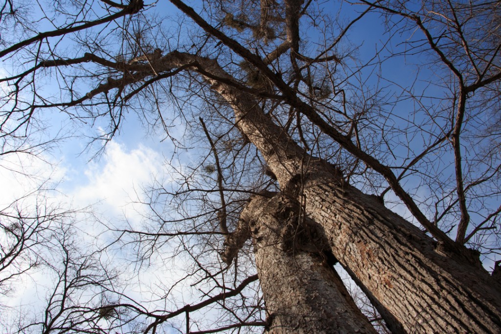 北海道旭川市内の公園で撮影した合体木