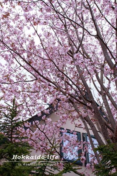 自宅の桜
