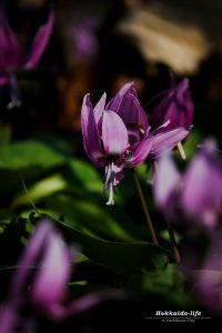Japanese dog’s tooth violet 2016～今年のカタクリ～