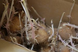 ベランダの保冷ボックス内のジャガイモの芽欠き