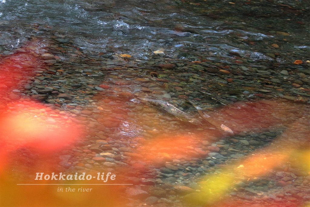 川に遡上してきた鮭と紅葉