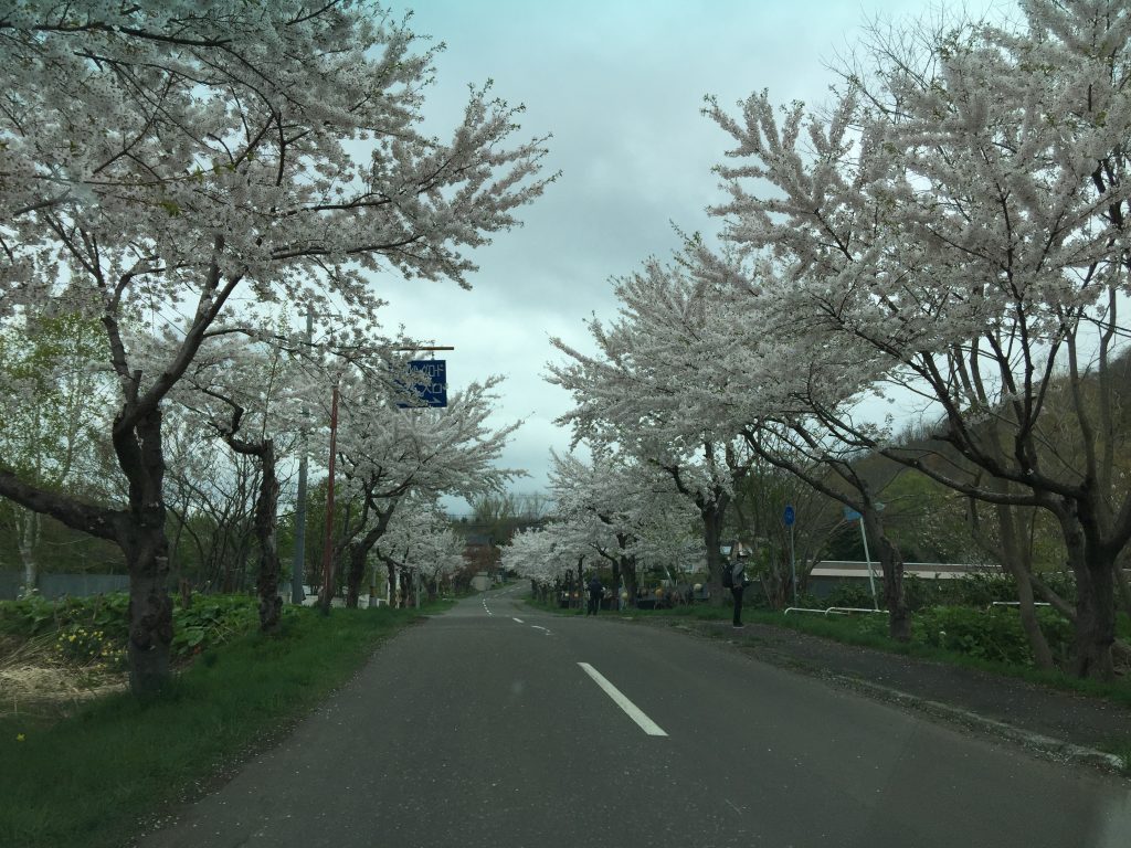 美唄市の東明公園の桜並木