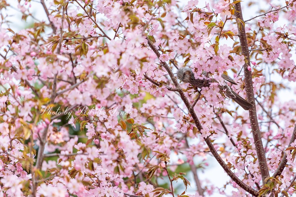 満開の桜とヒヨドリ