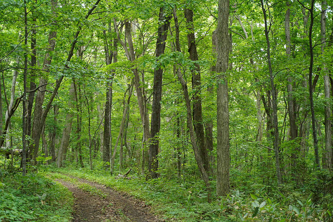 林の散策路の写真