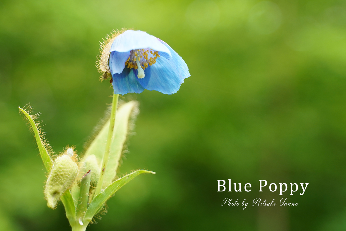 はじめて見るブルーポピー イコロの森 苫小牧市 北海道旭川市で暮らしてみたら